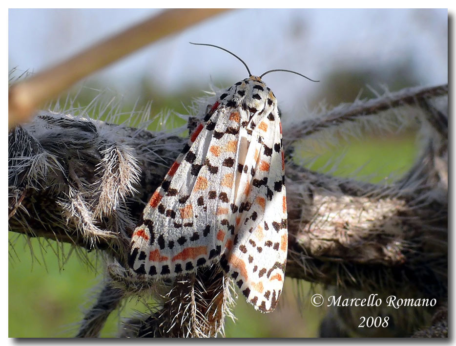 Utetheisa pulchella (Arctiidae) in deposizione